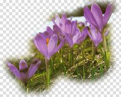 Check spelling or type a new query. Spring Flower Easter Kwiaty Wiosenne Transparent Background Png Clipart Nohat Free For Designer