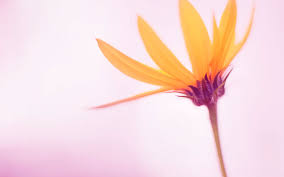 Desktop And Mobile Wallpaper Windows Desktop Wallpaper Samsung Wallpaper Original Wallpaper
