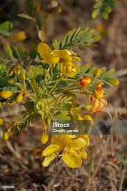 Image result for Caesalpinia sappan