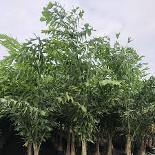 Image result for Caryota urens