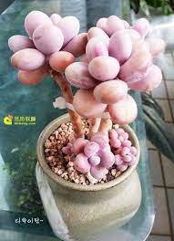桃之卵graptopetalum amethystinum 多肉联萌 flowering succulents suculent plants succulent gardening