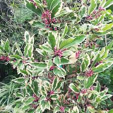 Image result for Ardisia