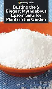 Epsom salt as a soil amendment helps create an ideal organic growing environment for healthy, productive plants. Busting The 6 Biggest Myths About Epsom Salts For Plants In The Garden