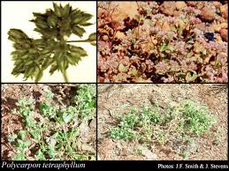 Image result for Polycarpon tetraphyllum