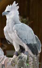 Birds That Start With Q Ghostlyakiko On Twitter Harpy Eagles Are A Thing And They Re Gorgeous Https T Co X9flmhfxad Animals Animals Beautiful Pet Birds