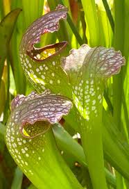 Image result for Ctenium somalense