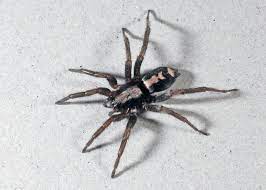 The markings on its back are very symmetrical though it doesn't appear so here. House Spiders Of Ohio Seen These Lately Cleveland Com