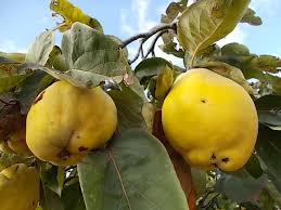 Quelle che raccolgo a casola valsenio sono pere cotogne ma solo la forma le distingue dalle mele cotogne, il gusto e le caratteristiche sono uguali. Marmellata Di Pere Cotogne Andrea Pagliantini