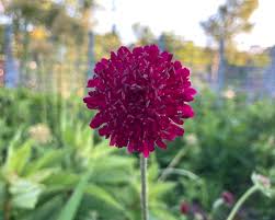 What's in Bloom in June - Toronto Botanical Garden