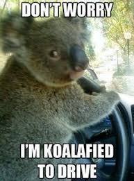 Don T Worry I M Koalafied To Drive Humor Funny Animal Jokes Funny Cartoons Jokes Animal Jokes