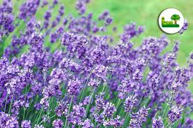 Lavendel Im Garten Erfahren Sie Alles Garten Lavendel Pflanzen Und Lavendel
