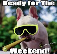 Your browser does not support the video tag. Ready For The Weekend Funny Stoner Dog Weed Memes Cannabis3000 Com