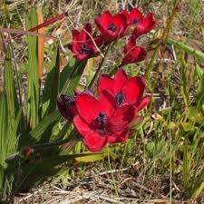 Image result for Babiana