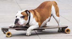 Please select petrescue id pet name group article. English Bulldog Rescue Lovetoknow