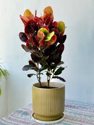 Image result for Codiaeum