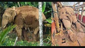 Mission Thanneer Komban: Did tranquilisation go wrong? Forest Dept answers  queries
