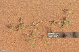 Image result for Limeum