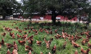 A small percentage of cartons may have eggs from more than just one family farm because of the way our eggs are batched. Can And Should Pasture Raised Eggs Scale Up Food Tank