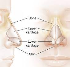 Maybe you would like to learn more about one of these? Understanding Nasal Anatomy Inside View Saint Luke S Health System