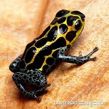 Black And Yellow Frog Dart Frog Connection Imitator Yurimaguensis Color Yellow Black And Blue Size Small Reaching Up To 3 4 Inch Or Larger Loc Dart Frog Frog And Toad Frog
