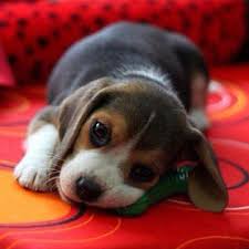 Pin By Barbara Trainor On Rabbim Der Ki Hayvanlar Benim Sessiz Kullarimdir In 2020 Cute Beagles Cute Animals Puppy Dog Photos