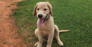 A golden retriever puppy pile! The 5x5x5 Puppy Training Schedule Golden Hearts