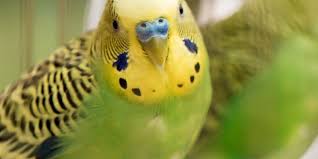 muhabbet kusu beslemek sagliga zararli mi web bilginiz