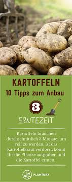 10 Tipps Fur Den Kartoffelanbau Im Eigenen Garten Plantura Erntezeit Kartoffelanbau Ernte