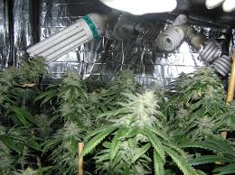You'll thank yourself each month when free shipping & no tax. 6 Best Cfl Grow Lights For Growing Cannabis On 2021