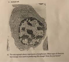 Transmission electron microscopy is a proven technique in the field of cell biology and a very useful tool in biomedical research. 1 Animal Cell The Micrograph Above Represents A Chegg Com