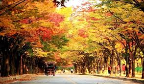 Image result for late autumn photos