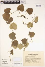 Image result for Cissampelos mucronata