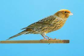 orange lizard canary evcil hayvanlar hayvanlar kus