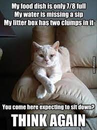 My Food Dish Is Only 7 8 Full Funny Cat Memes Funny Animal Memes Cat Memes