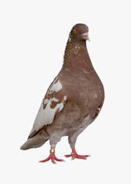 Lokalan maupun nasional versi pmti kolong meja kami menyiapkan burung. Daftar Merpati Juara Merpati Balap Dasar Sprint