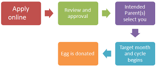 She first read about the egg donor programme on internet a do i get paid per egg? anything between eight and twelve eggs are retrieved from the donor in each sitting and payment is for the whole exercise. Become An Egg Donor Donate Female Eggs For Money Near Me