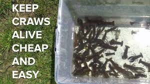 Tadpole is often used as research materials to study invertebrate metamorphosis. Field Stream How To Keep Crawfish Alive Facebook