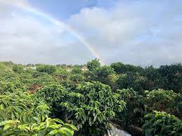 The coffee plantation workers collect the red coffee cherries by hand, directly from the plant into a big straw basket that it is attached with a belt to their waist. Pic Of The Day Rainbow Over A Costa Rican Cafetal