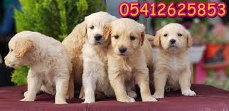 Yavru Golden Fiyatlari Golden Retriever Retriever