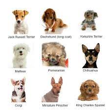 palthough they may all be little guys small dogs come in a huge variety of shapes and sizes here are types of small dogs dog breeds chart cute dogs breeds