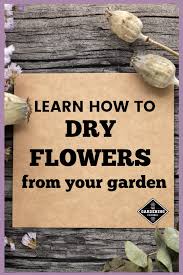 2 securing paper flowers to a wall. Flower Drying Made Easy Gardening Channel