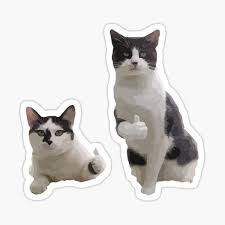 Aug 01, 2019 · the world is chaos, and we all need some way of breaking it down into accessible, relatable terms — whether it's a stock quote or a meme. Cats Name Stickers Redbubble