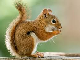 Pulau kalimantan diperkirakan memiliki keragaman jenis tupai terlengkap di dunia. Boleh Atau Tidak Makan Daging Tupai Mrejoy