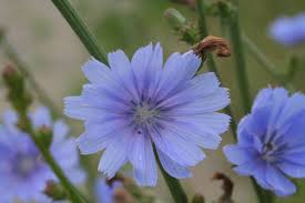 Image result for Cichorium