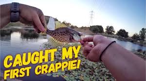 There are also black crappie, carp, and crayfish. Caught My First Crappie Sacramento Ca Fishing Youtube