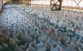 1 25 three women in vienna, austria, were poisoned with large doses of tcdd in 1998. Contaminated Eggs Industrial Farming Leading To Dioxin Type Food Scares