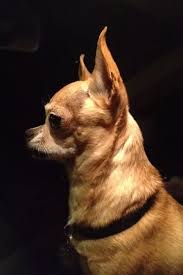 Check spelling or type a new query. What Is The Size Of A Full Grown Teacup Chihuahua Quora