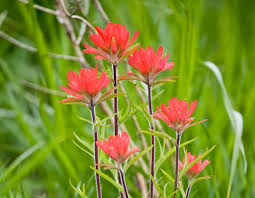 Exploring the nature of wyoming is produced by: Indian Paintbrush Missouri Department Of Conservation