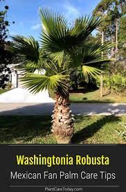 Washingtonia Robusta How To Grow And Care For Mexican Fan Palm Mexican Fan Palm Washingtonia Robusta Mexican Palm Tree