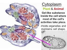 Conversely, a cell is able to completely change its shape or have no shape at all by breaking down the cytoskeletal filaments. Plant Animal The Control Center Of The Cell Ppt Video Online Download